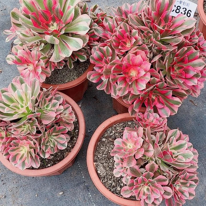 清棚 不包断枝 836