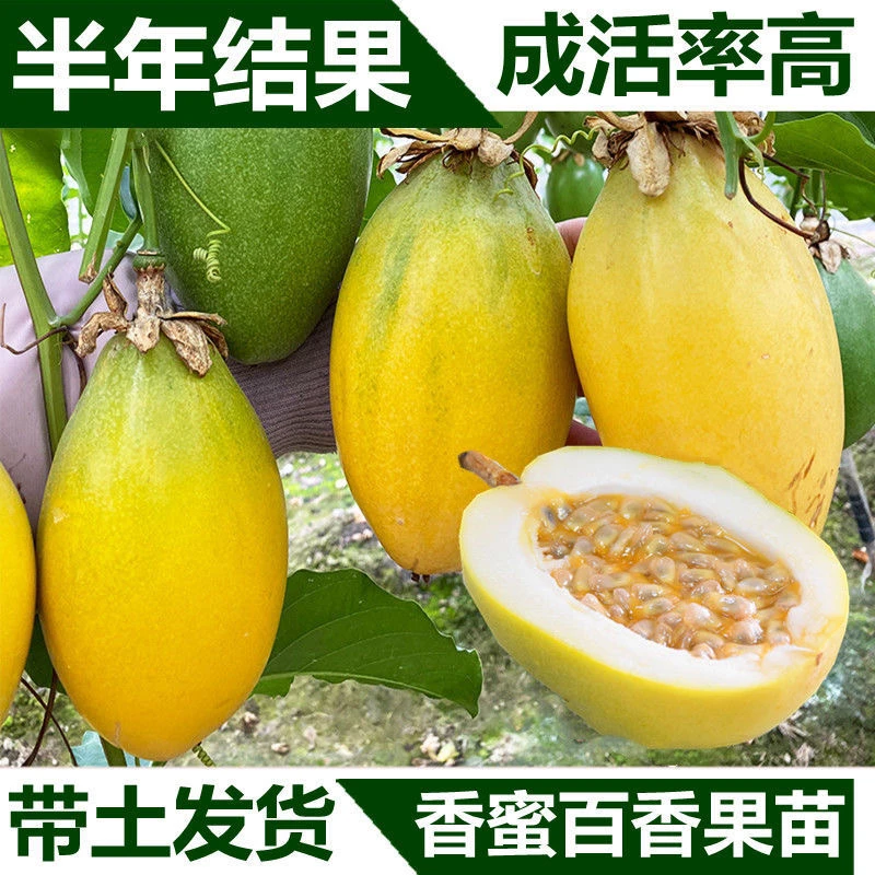 木瓜百香果苗钦蜜9号嫁接苗带土带叶庭院盆栽当年结果清甜新品种