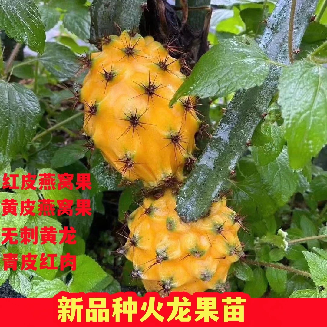 麒麟果苗火龙苗黄色皮白肉嫁接苗枝条带根火龙果树苗盆栽栽培