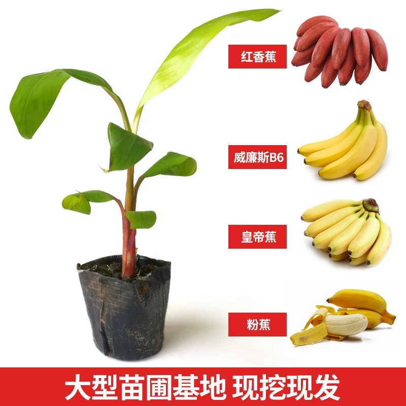 香蕉树苗红香蕉皇帝蕉矮化蕉西贡蕉粉蕉地栽庭院种植盆栽香蕉苗