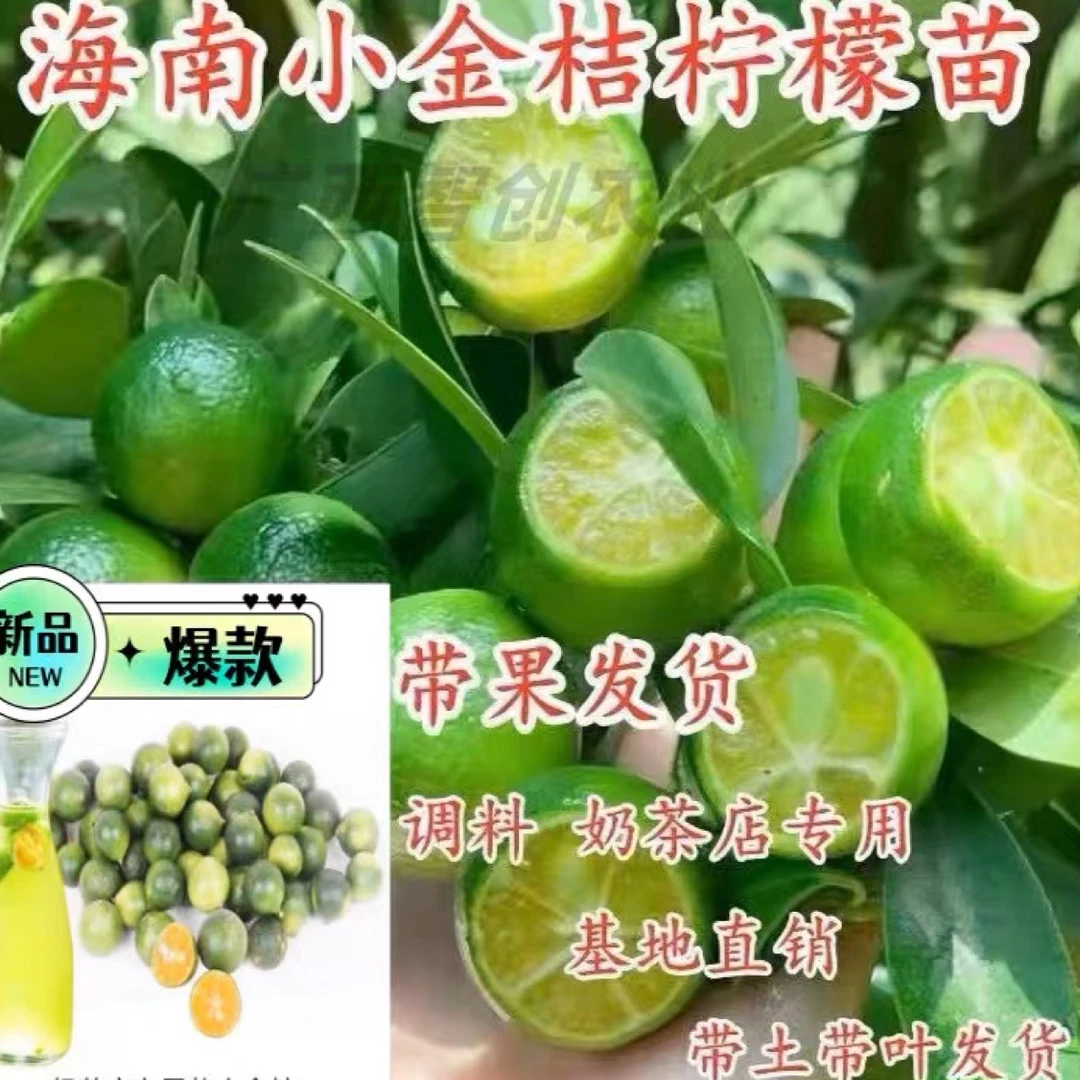 海南小青柠树苗柠檬苗小青桔树苗带土带叶带花带果奶茶烧烤用料