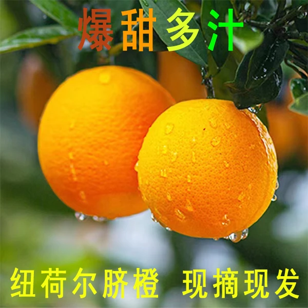 正宗纽荷尔脐橙橙子孕妇新鲜水果现摘应当季皮薄自然成熟9斤5斤装