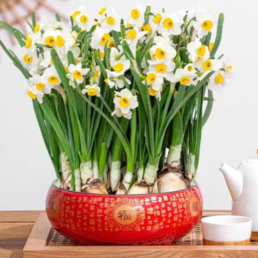 【买10颗好划算】水仙花干球含盆年宵花水培花卉水仙花种球室内