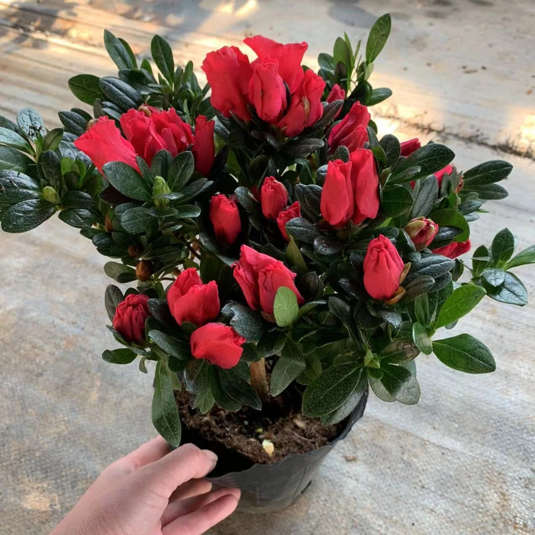 杜鹃花盆栽原盆原土发货