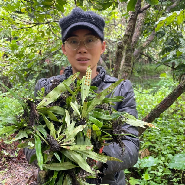 兰本草化石草新鲜一棵