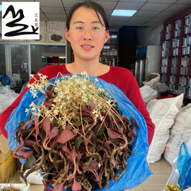 漳州新鲜公石松 血叶兰250克500克