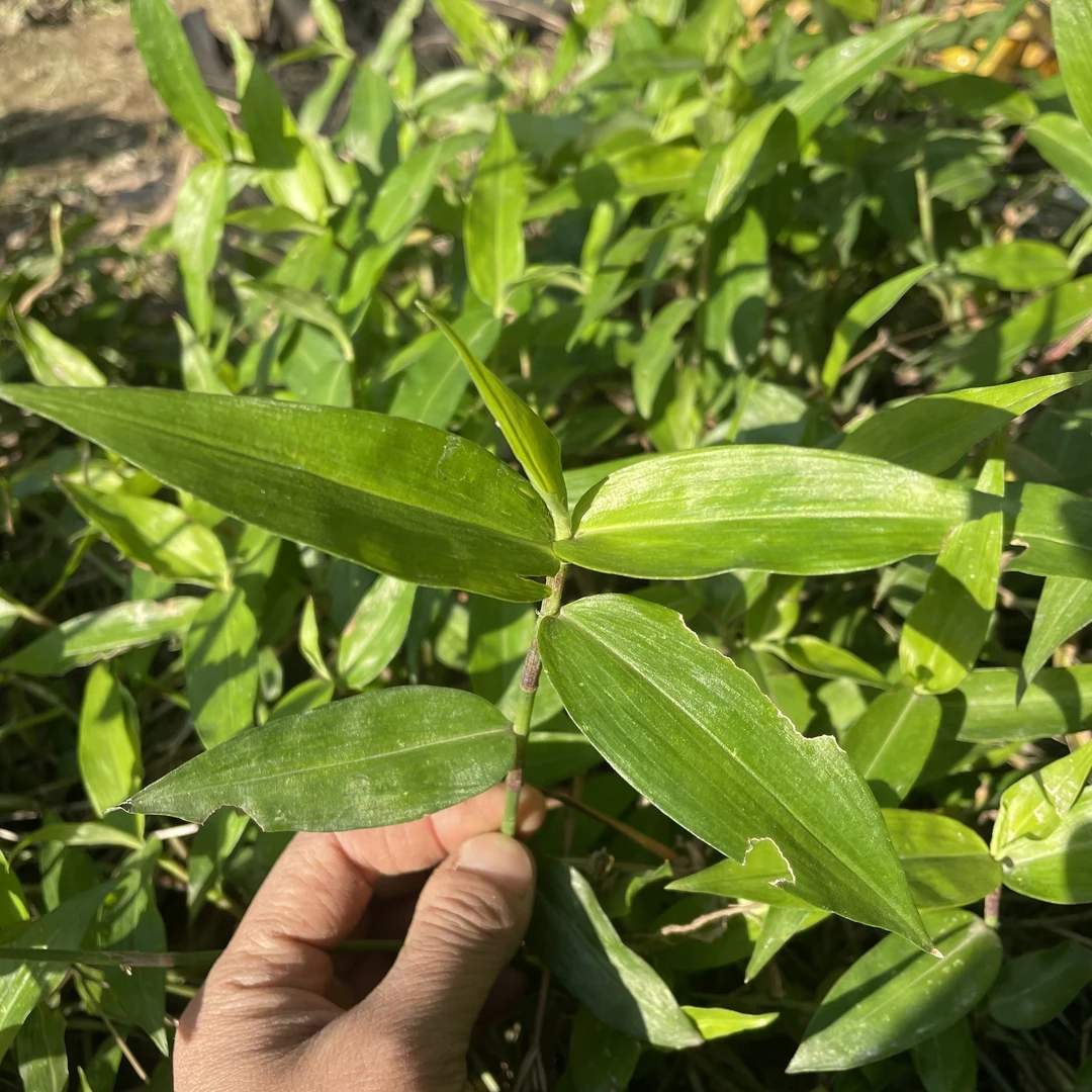 兰本草福建新鲜竹叶草250克