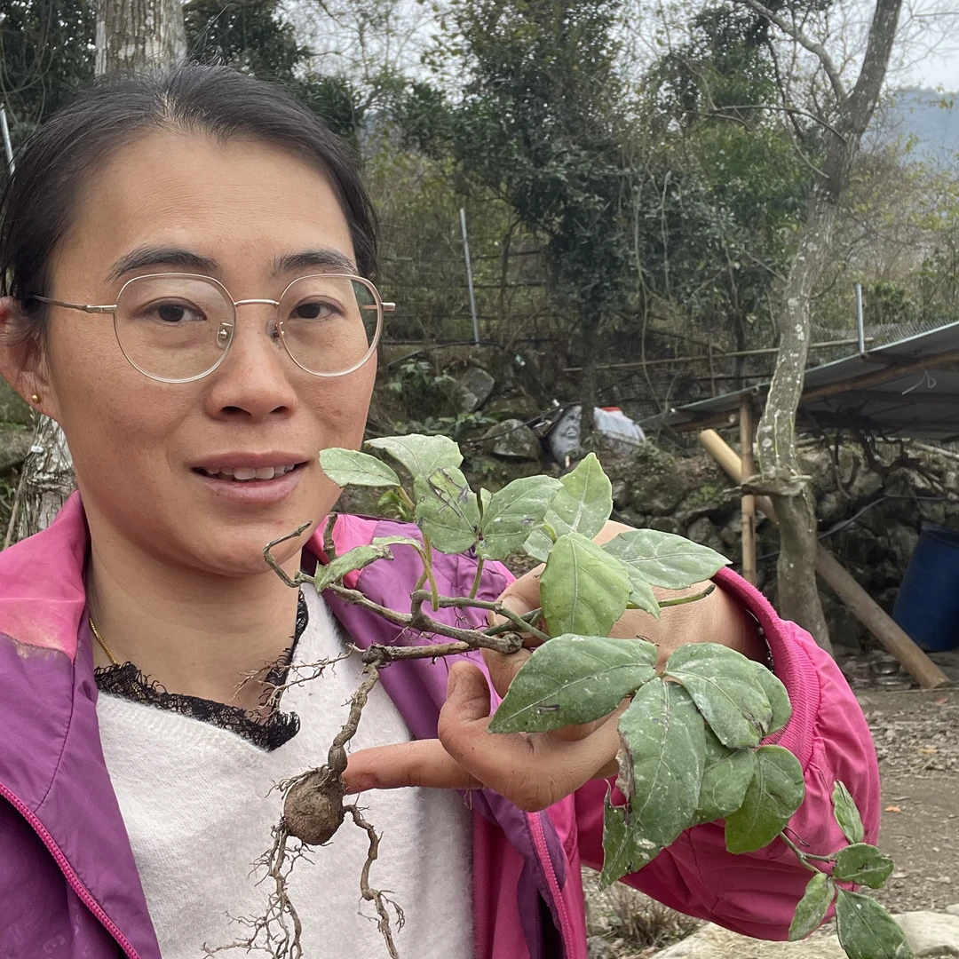 兰本草三叶青块根2棵