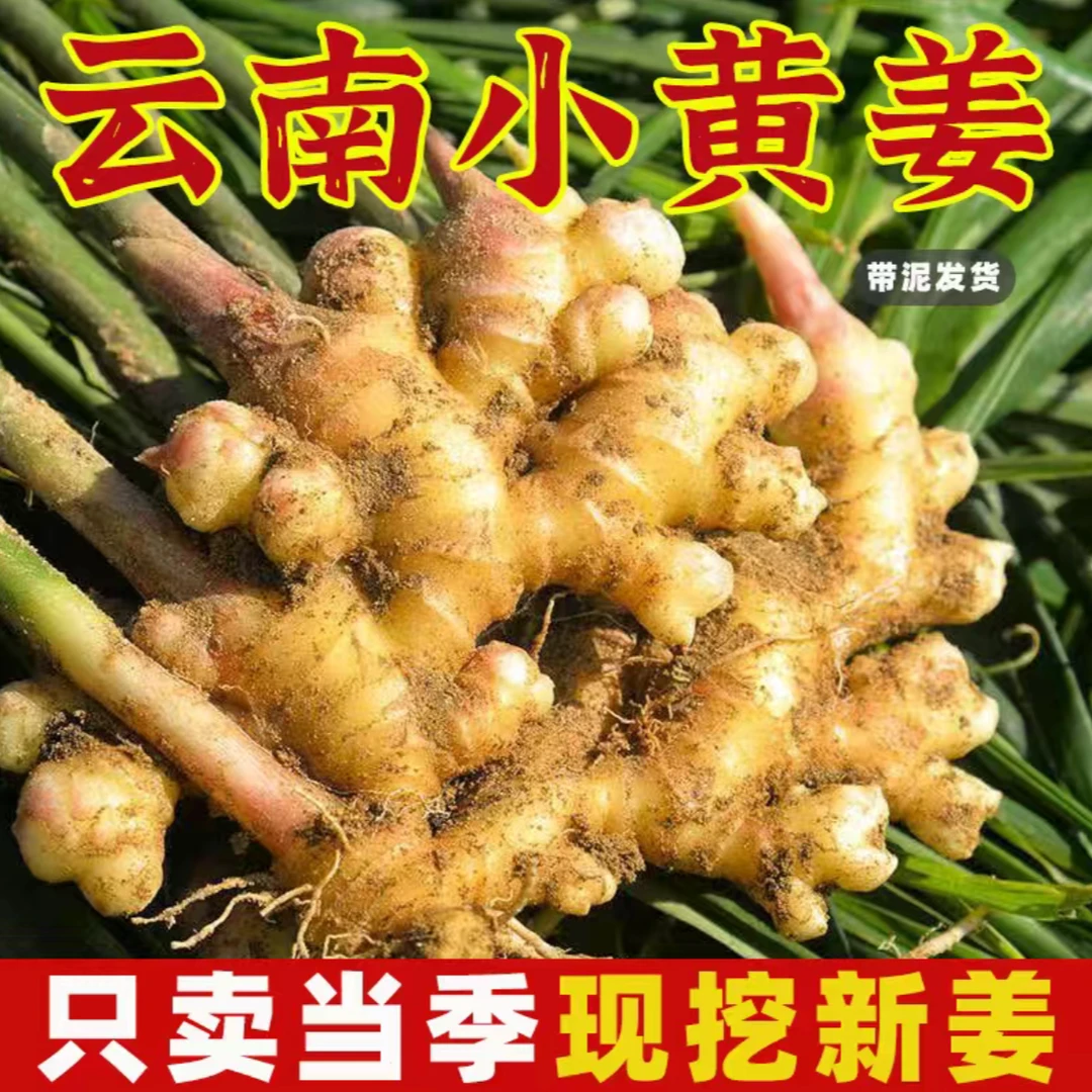 【蜜植自营】云南高山小黄姜不熏硫不泡药水自然生长姜味浓郁
