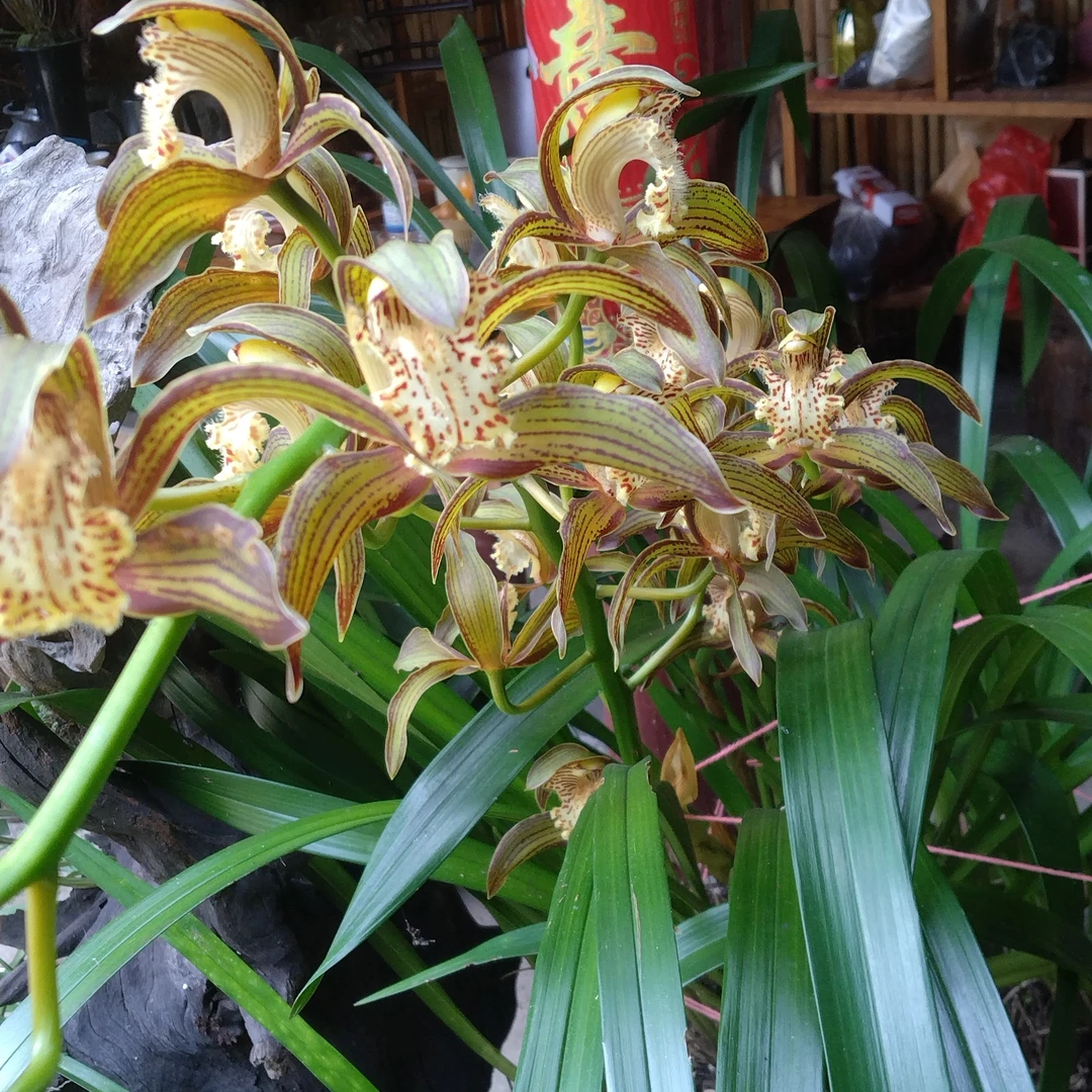 易成活香花虎头，一物一拍。