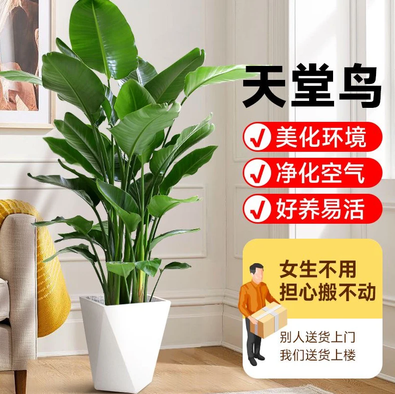 （1.3-1.4米）天堂鸟绿植盆栽客厅四季旺宅室内大型真树大叶植物