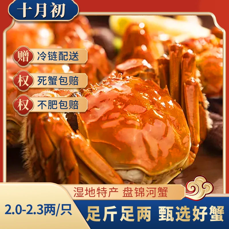 【活蟹】盘锦河蟹 全母蟹8只（2.0-2.3两/只）  装绑腿发货