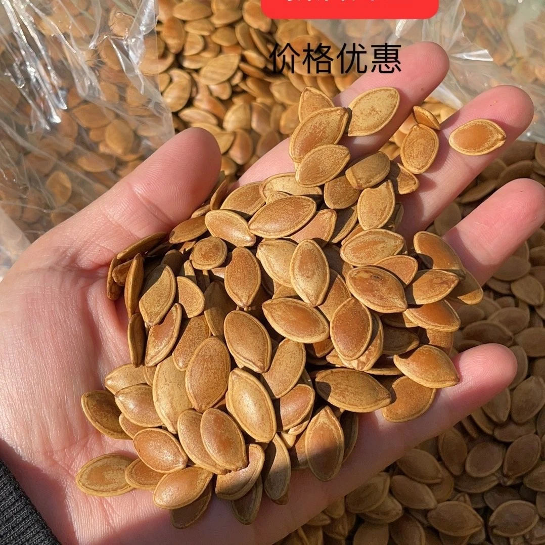 疆瀚新疆五香南瓜子零食炒货带壳熟南瓜籽颗粒饱满500g袋装