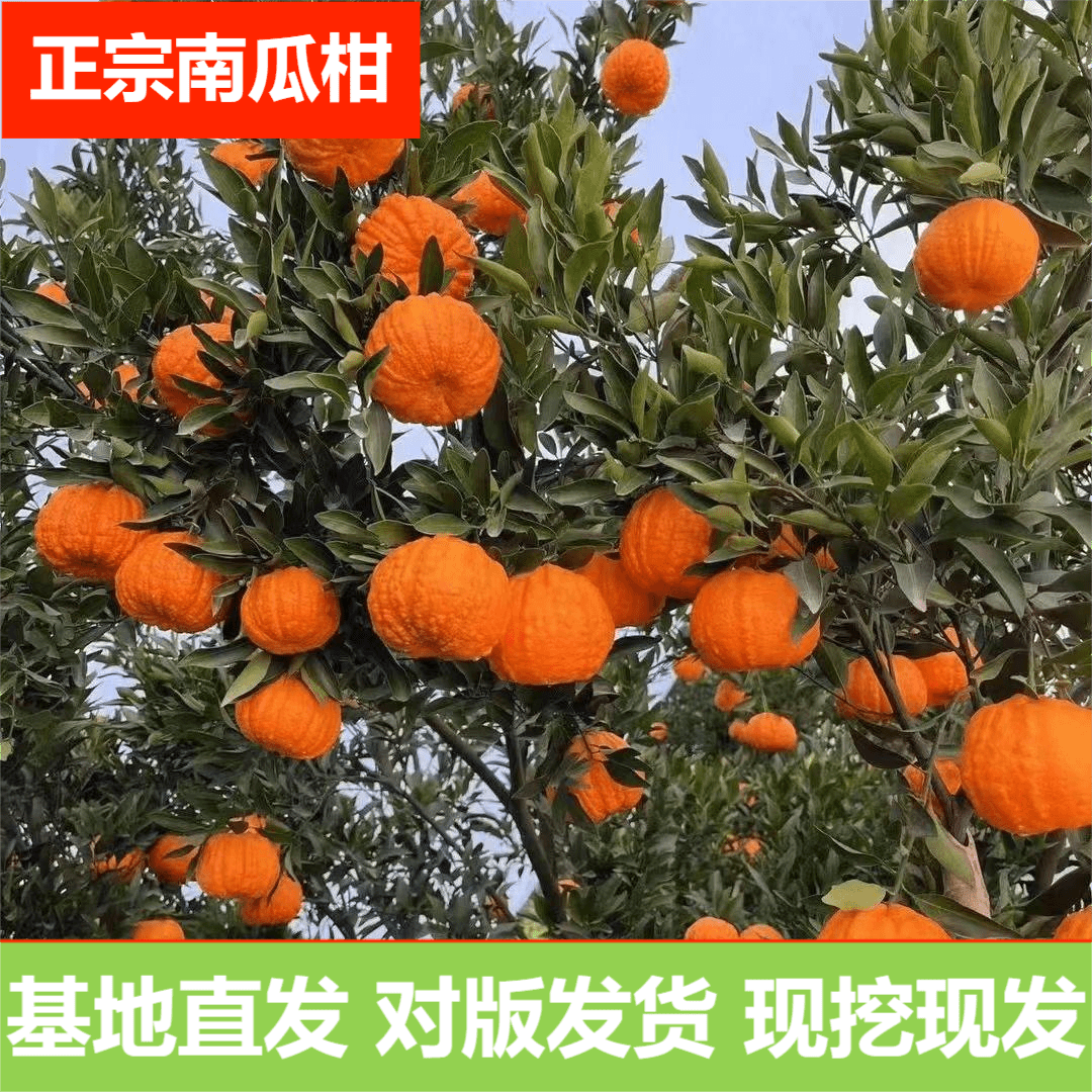 【带土带叶】新品种正宗南瓜柑橘 嫁接 无核柑桔盆栽地栽南北方种植