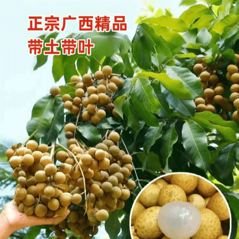 【带土带叶发货】盆栽地栽南方北方种植耐寒抗旱盆景