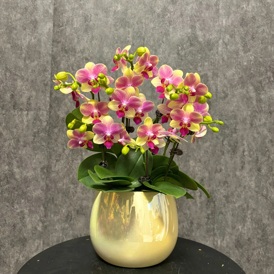 【夏日】蝴蝶兰 鲜花绿植  好养花期长 送礼装饰 室内观赏花