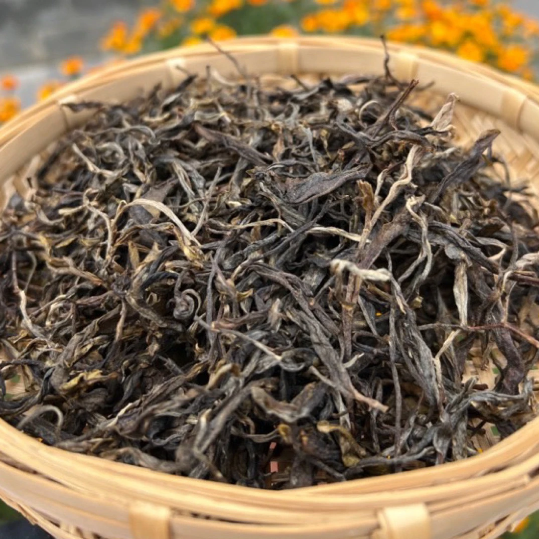 南华村小多依树—古树散茶