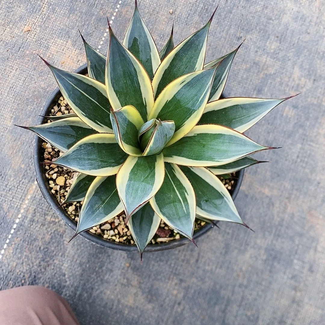 多肉植物龙蛇兰植物
