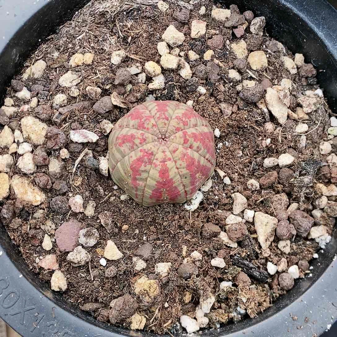 多肉植物龙蛇兰植物