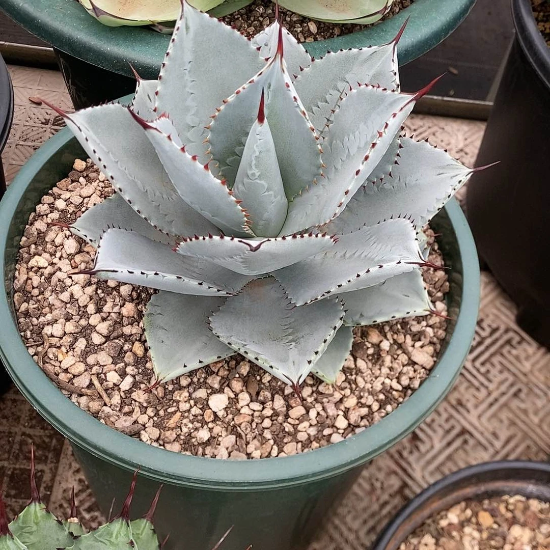 多肉植物龙蛇兰植物精华