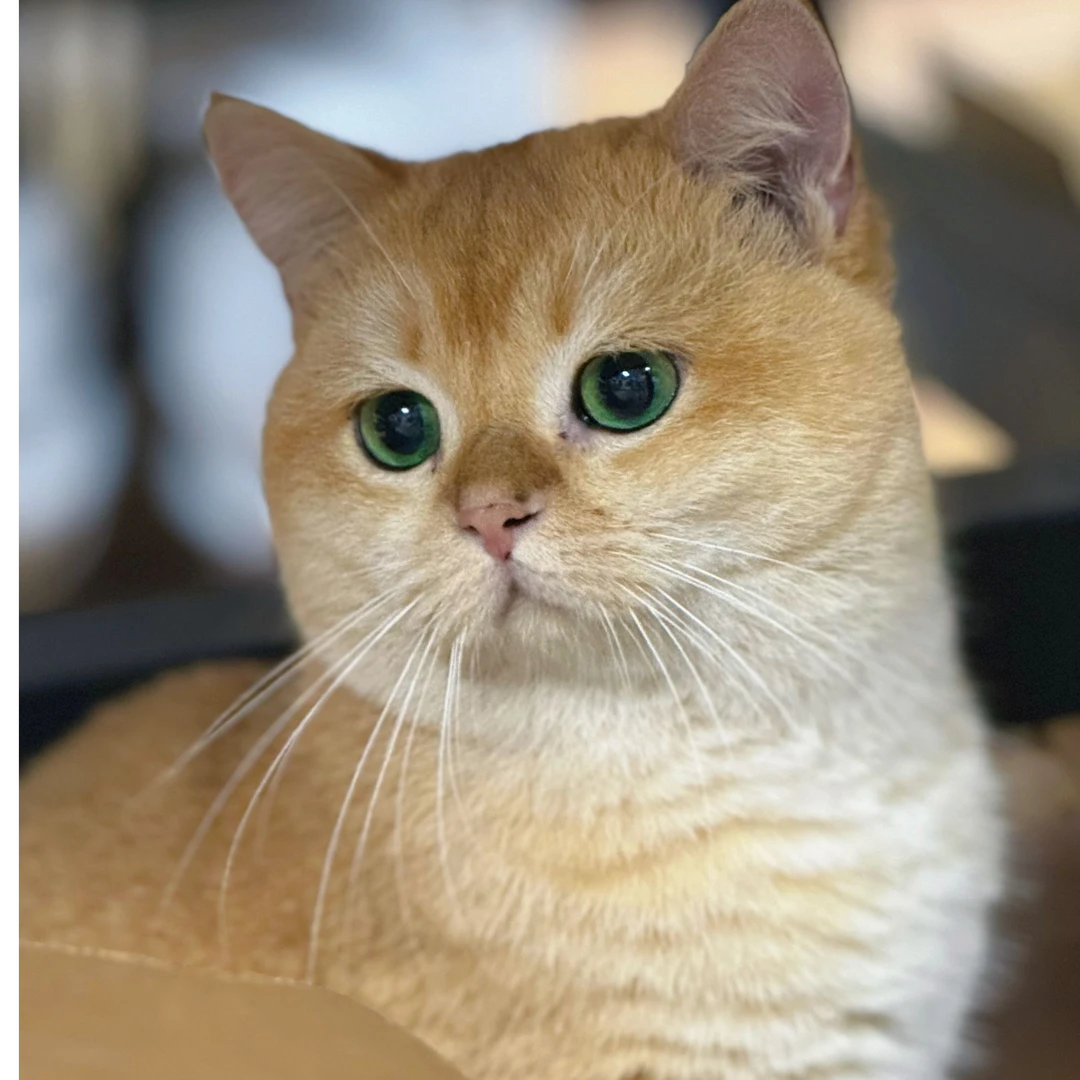 （猫咪快乐链接）猫咪冻干零食合集