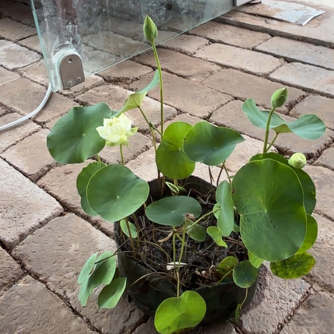 B****）美植袋成品35号