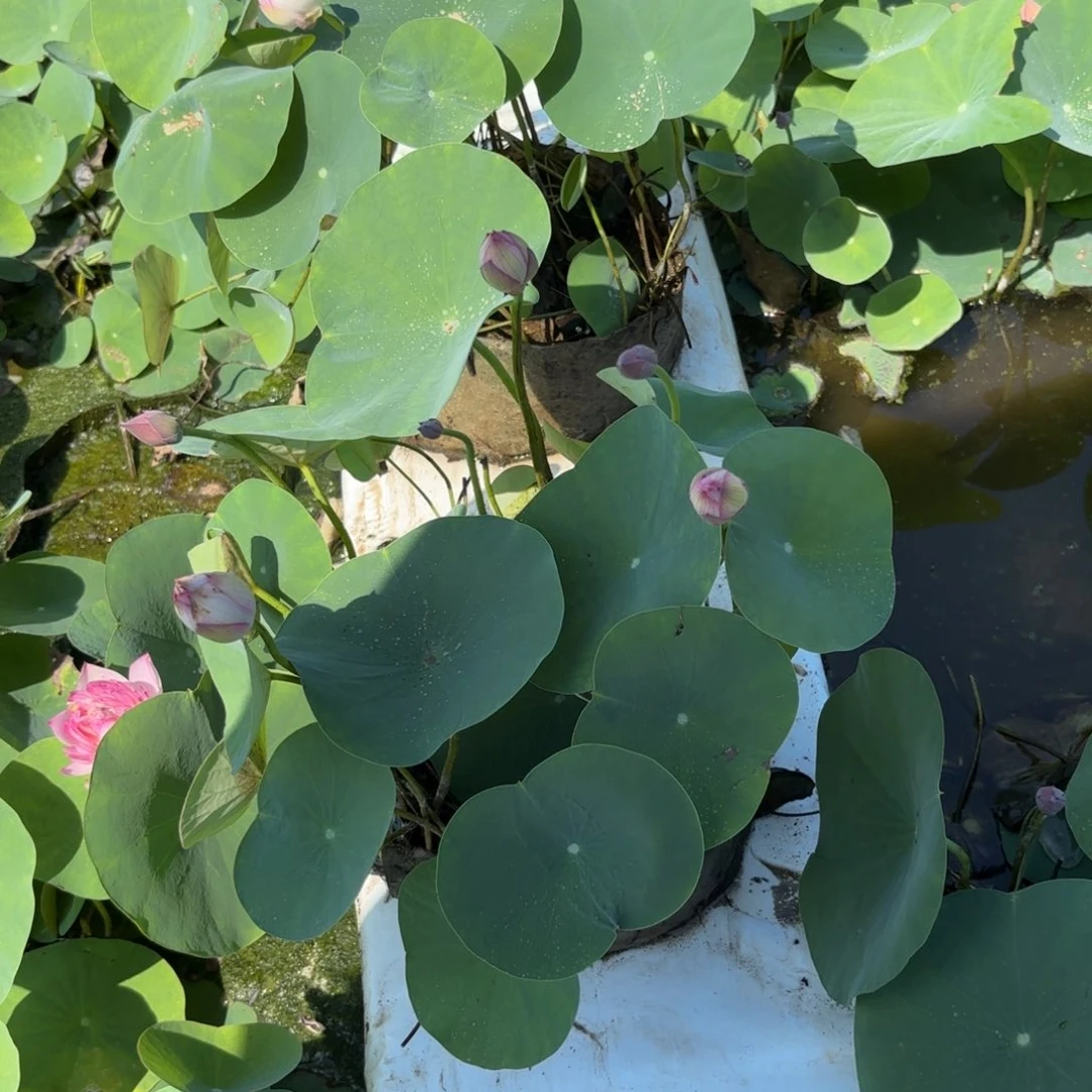 小**?霓裳美植袋成品100号