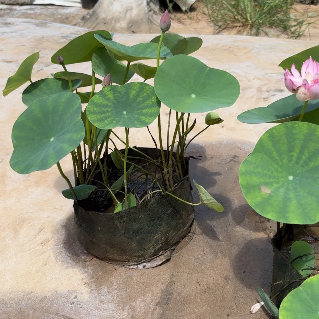旎*霓裳美植袋70