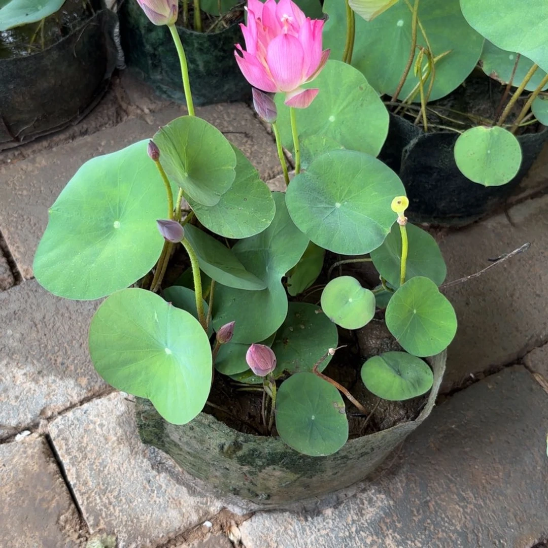 夏**雨美植袋成品72号