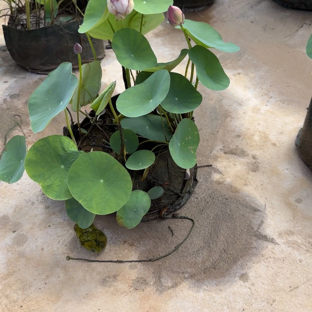 V****。霓裳美植袋74