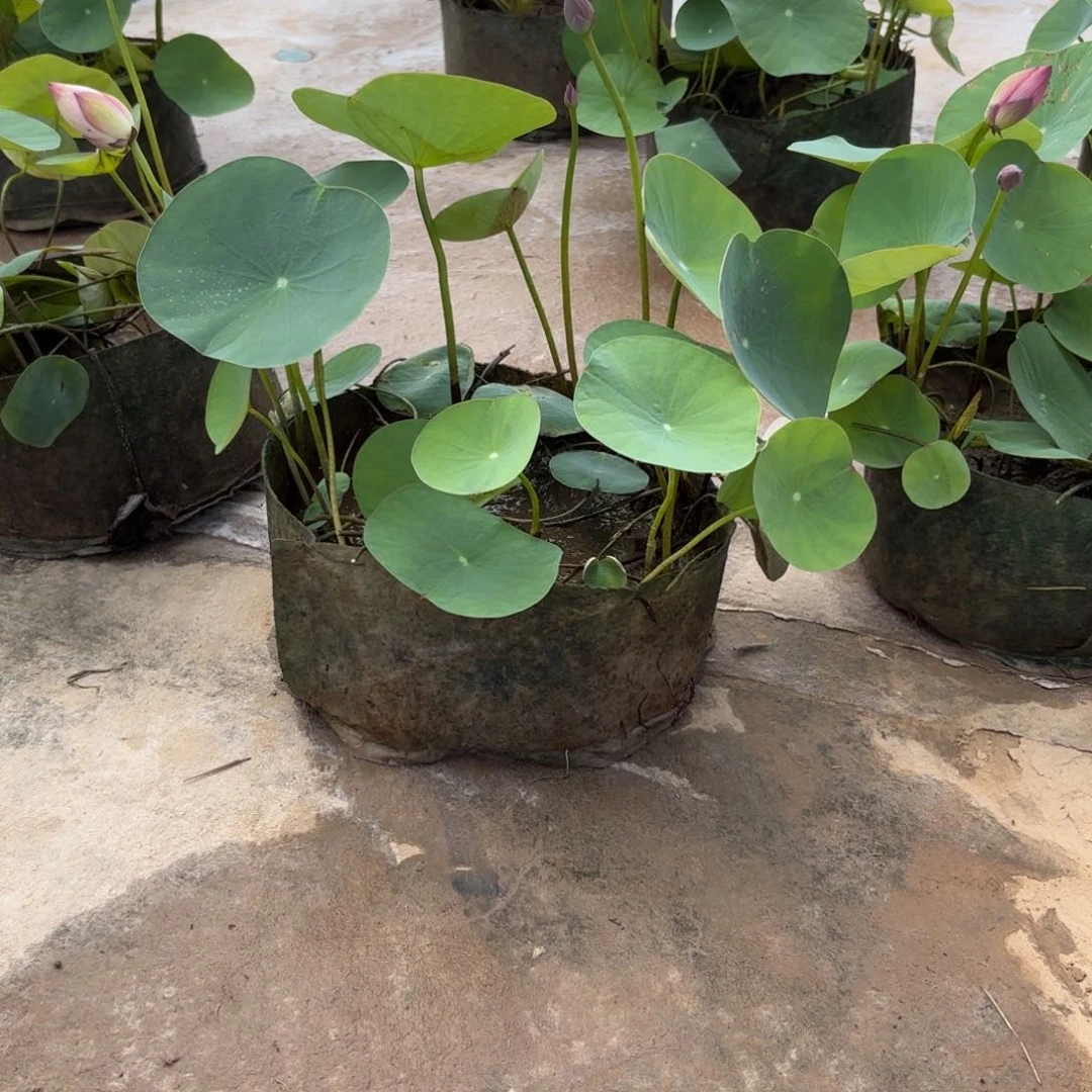 院**时霓裳美植袋101号