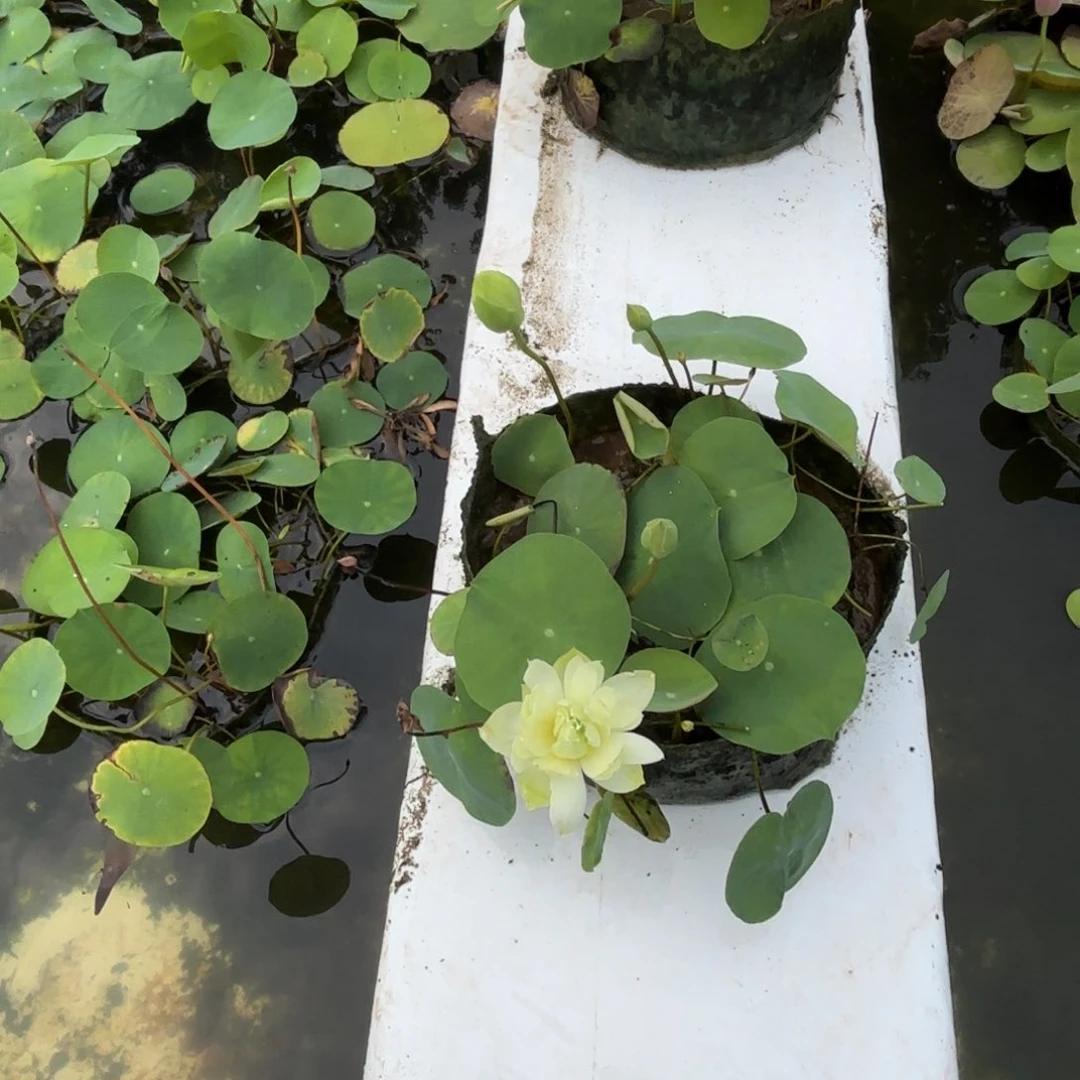 优*美植袋成品7号