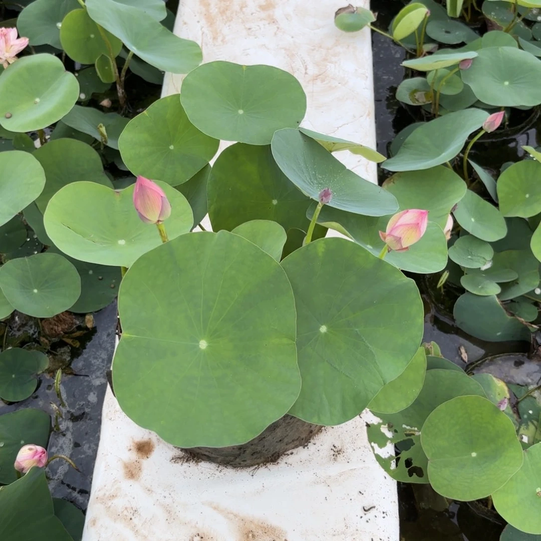 佩**妈霓裳美植袋成品77号