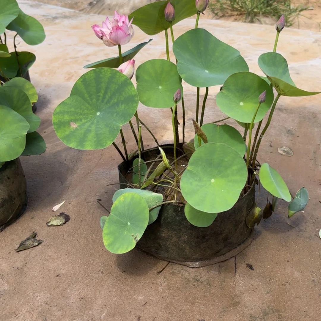 洋*娃霓裳美植袋成品72