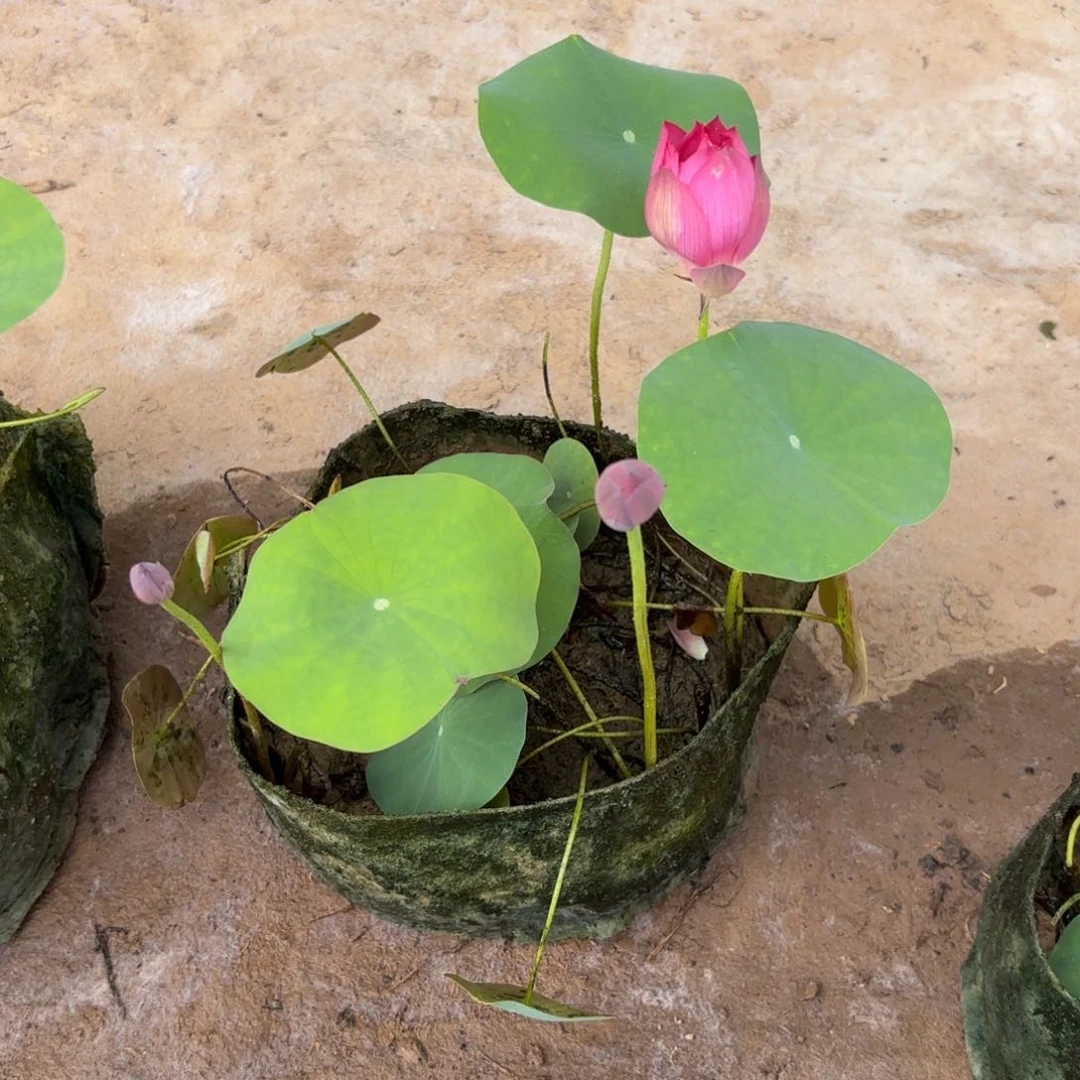 小*阁美植袋成品11号