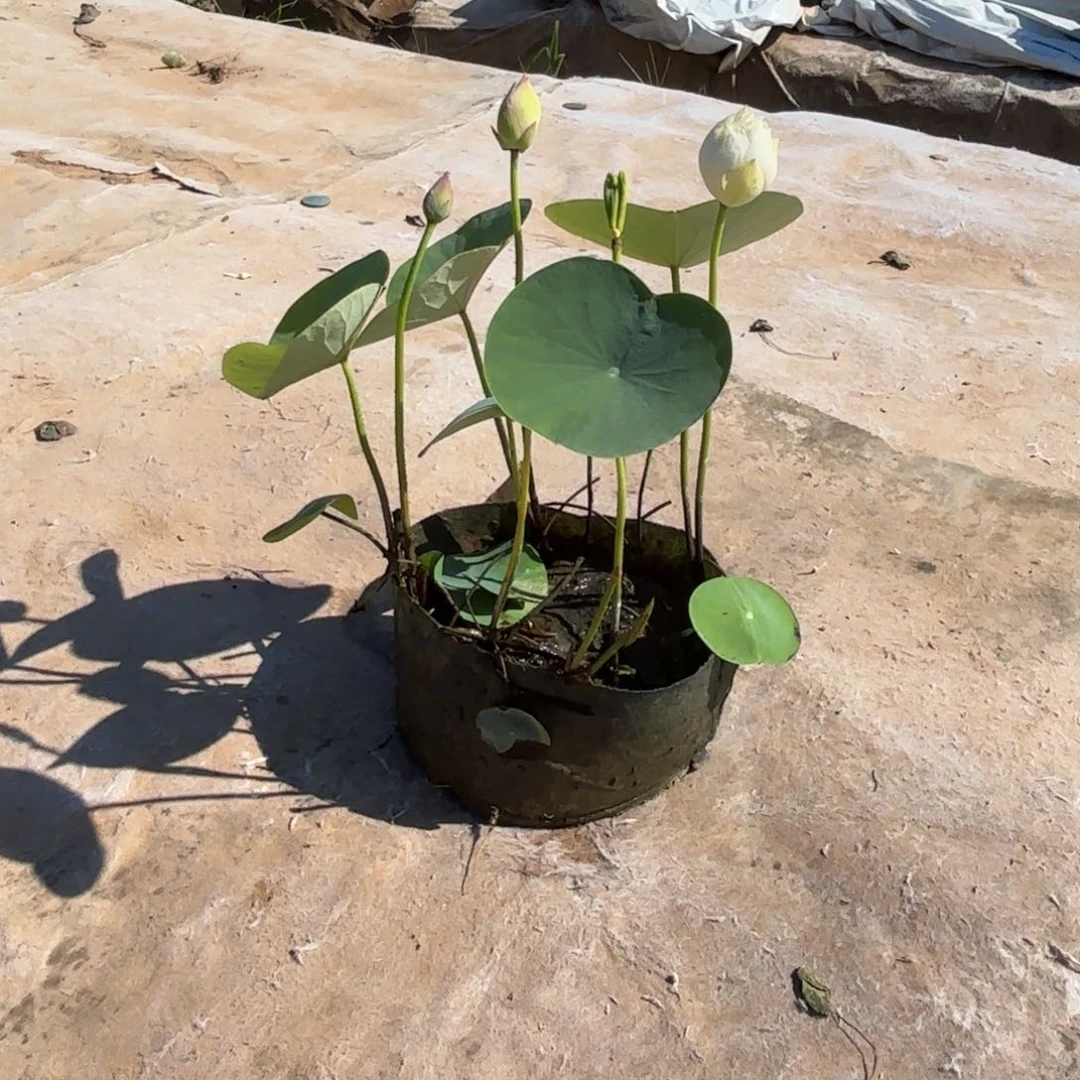 娜****题邺城毓秀美植袋128