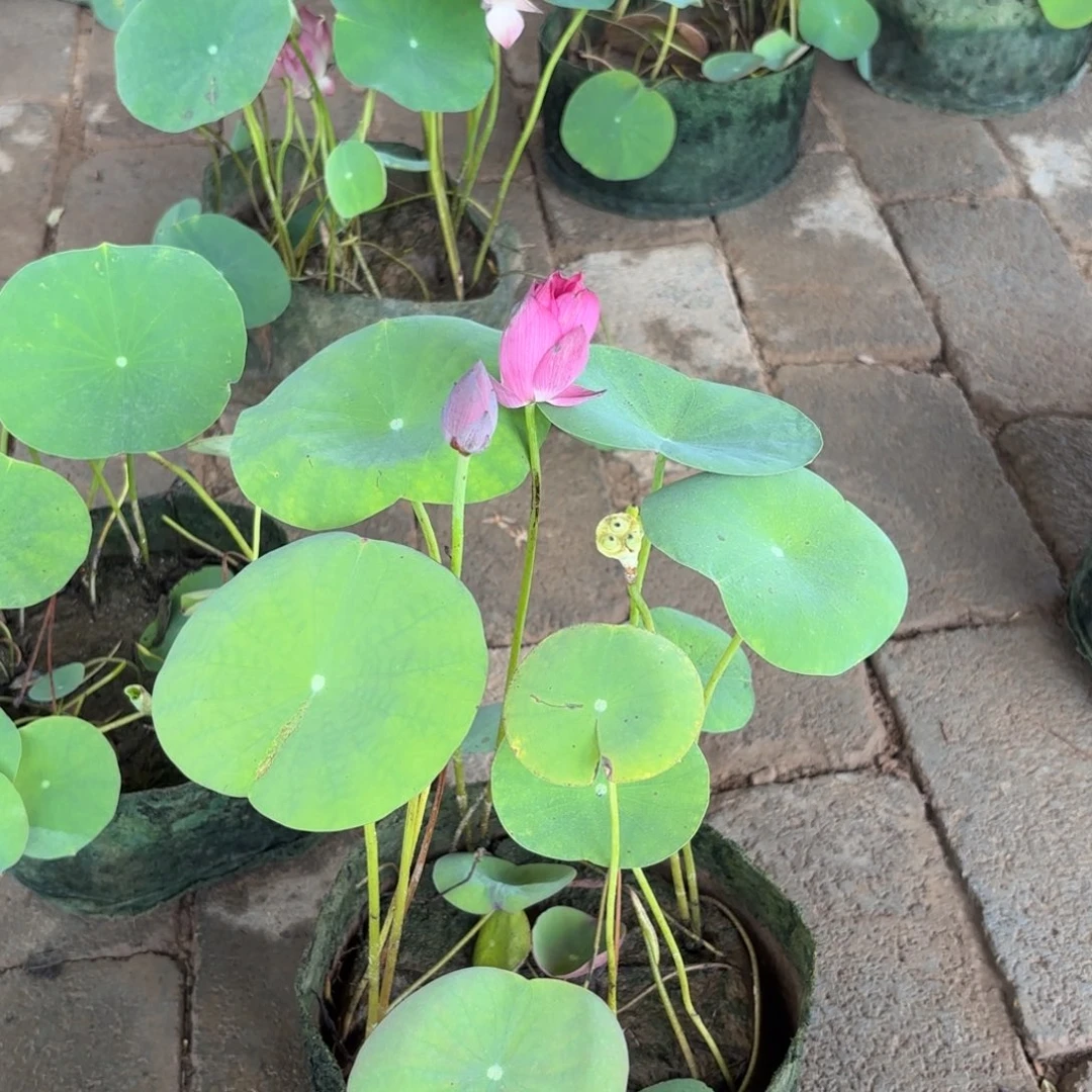 小****)美植袋成品101号