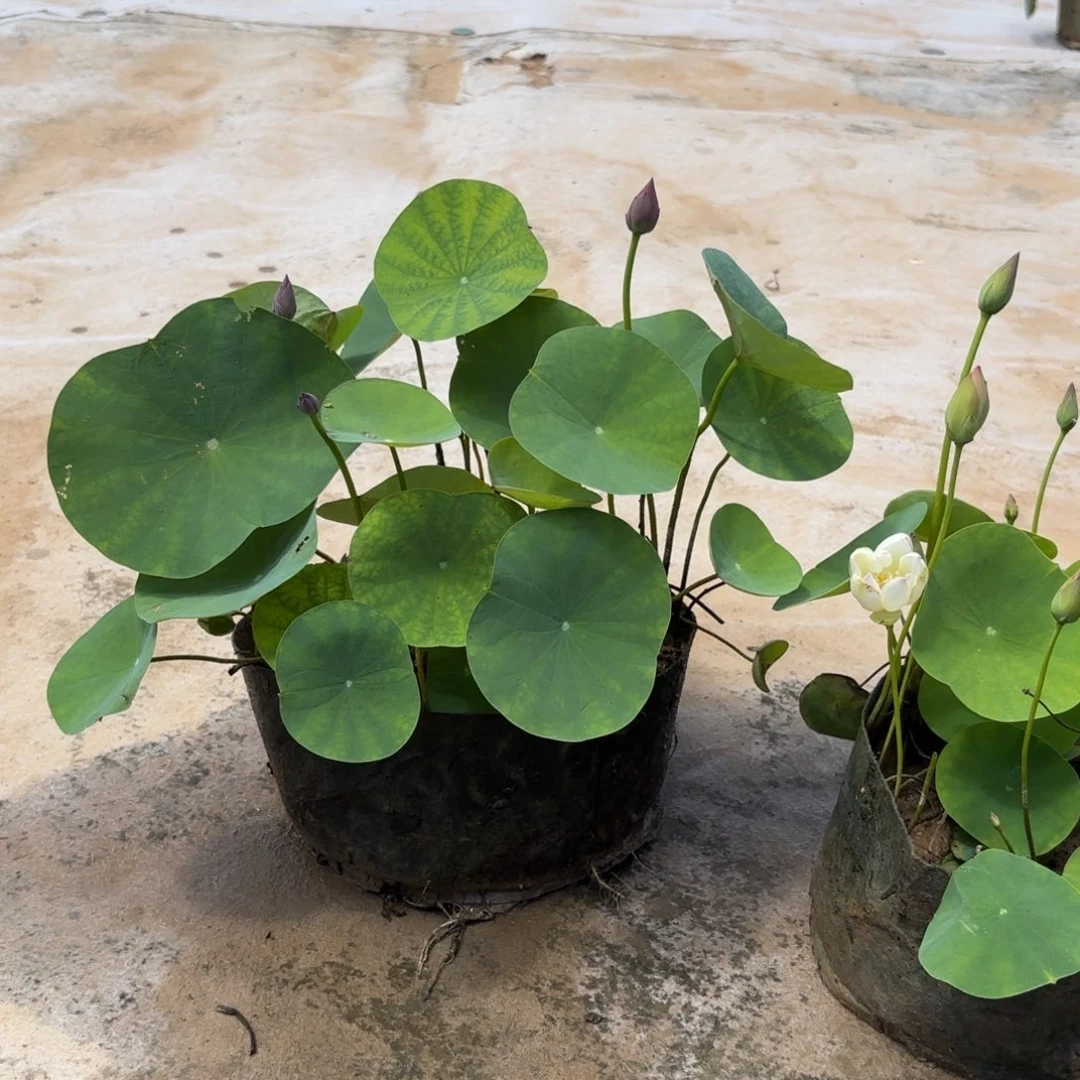C**L霓裳美植袋60号