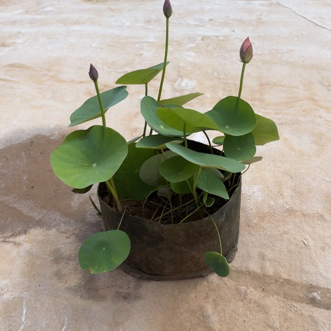 霜**河霓裳美植袋104