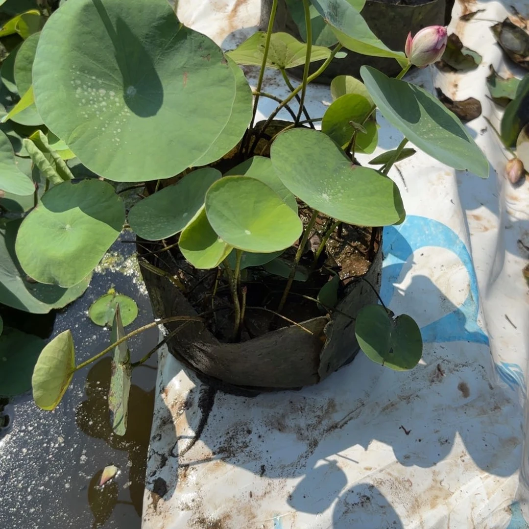 我***生霓裳美植袋成品83号