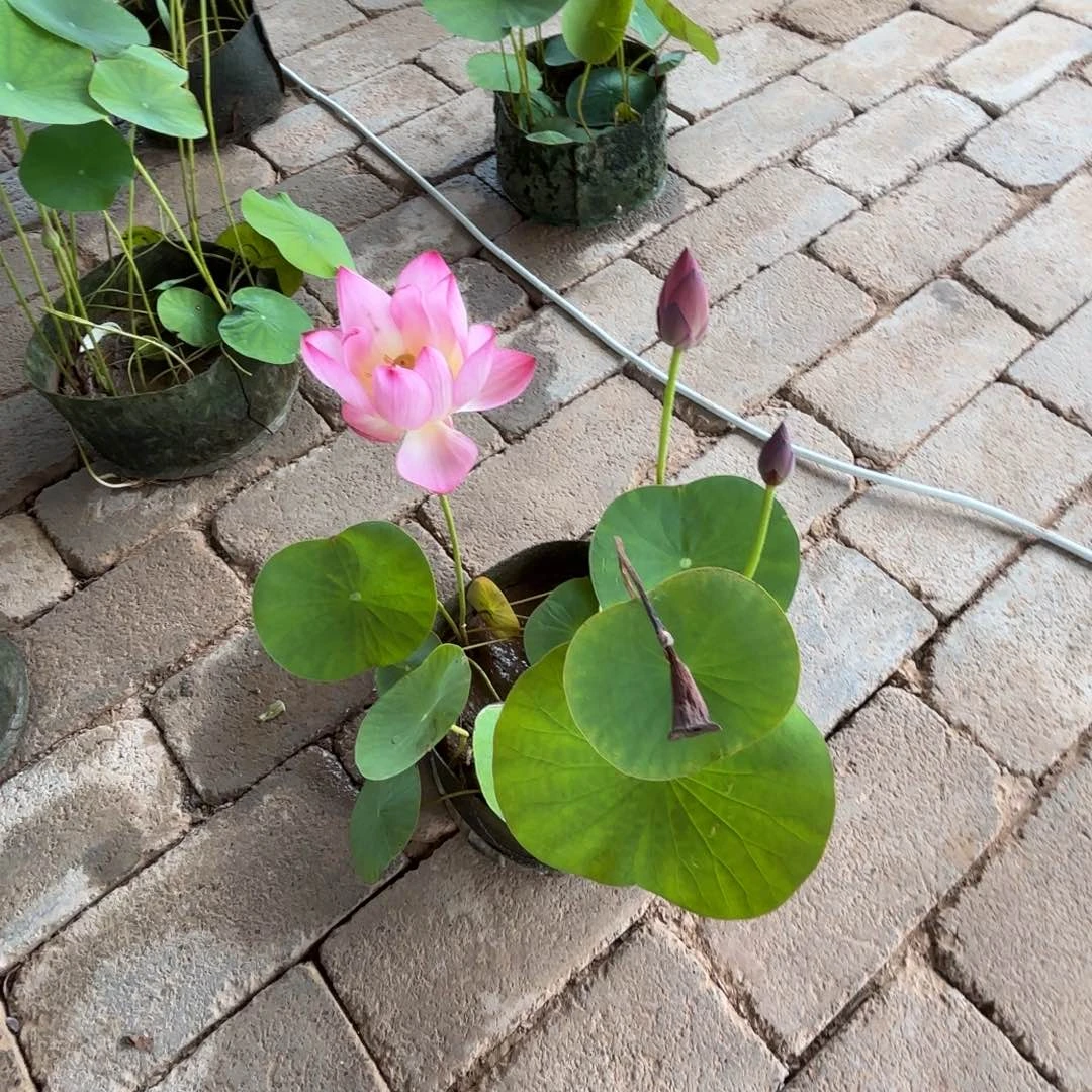 凌美植袋成品71号