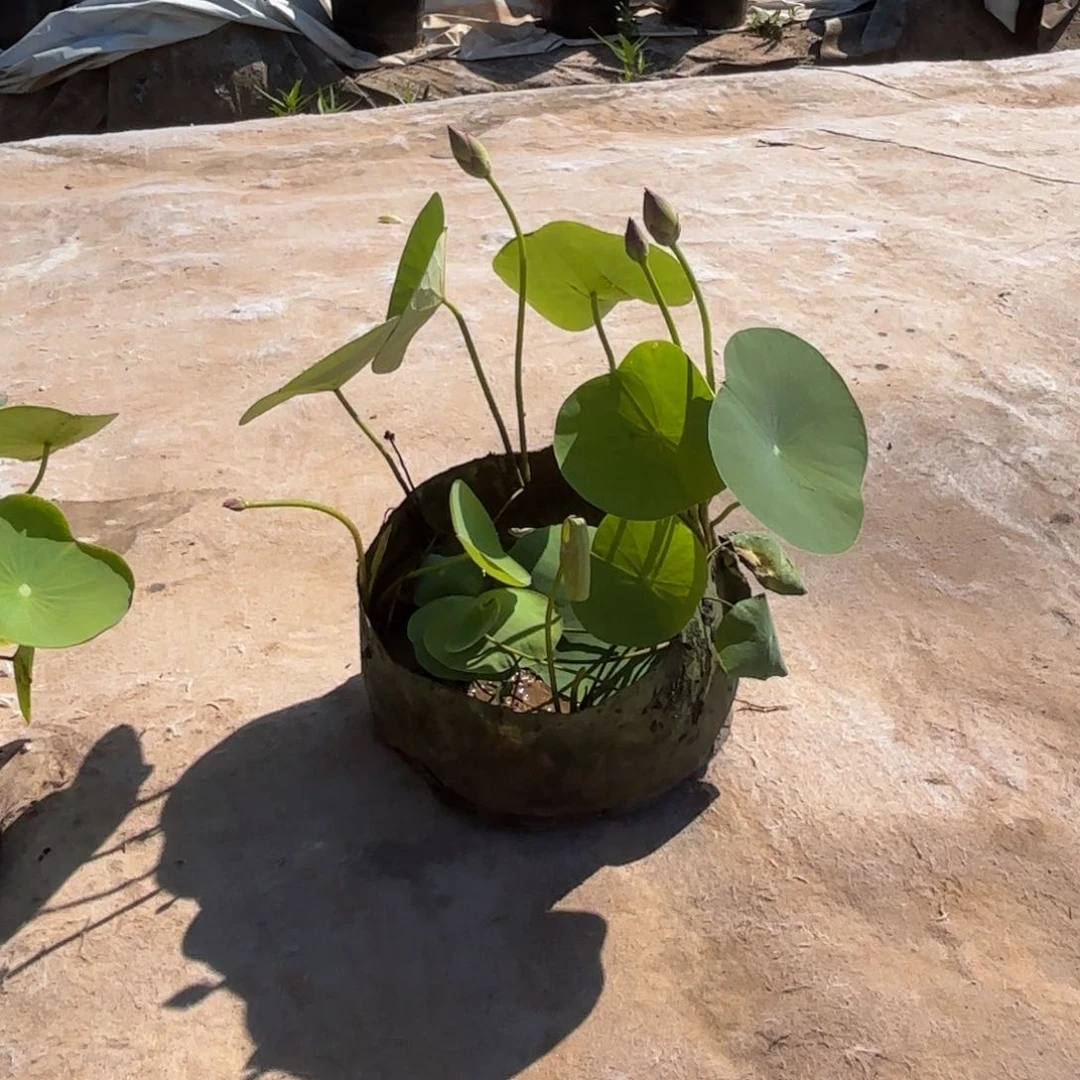 我***活邺城毓秀美植袋129