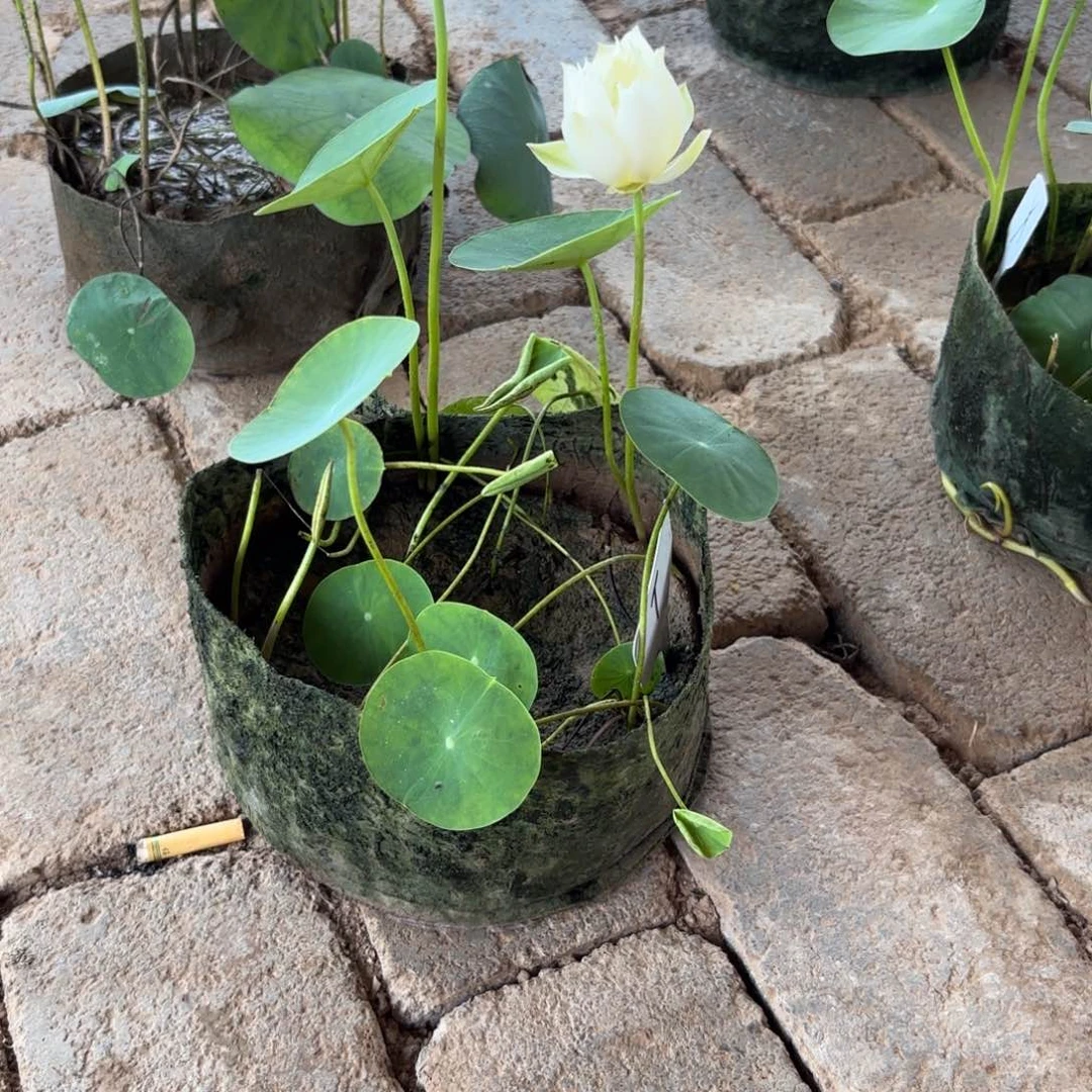 真****m美植袋成品029号