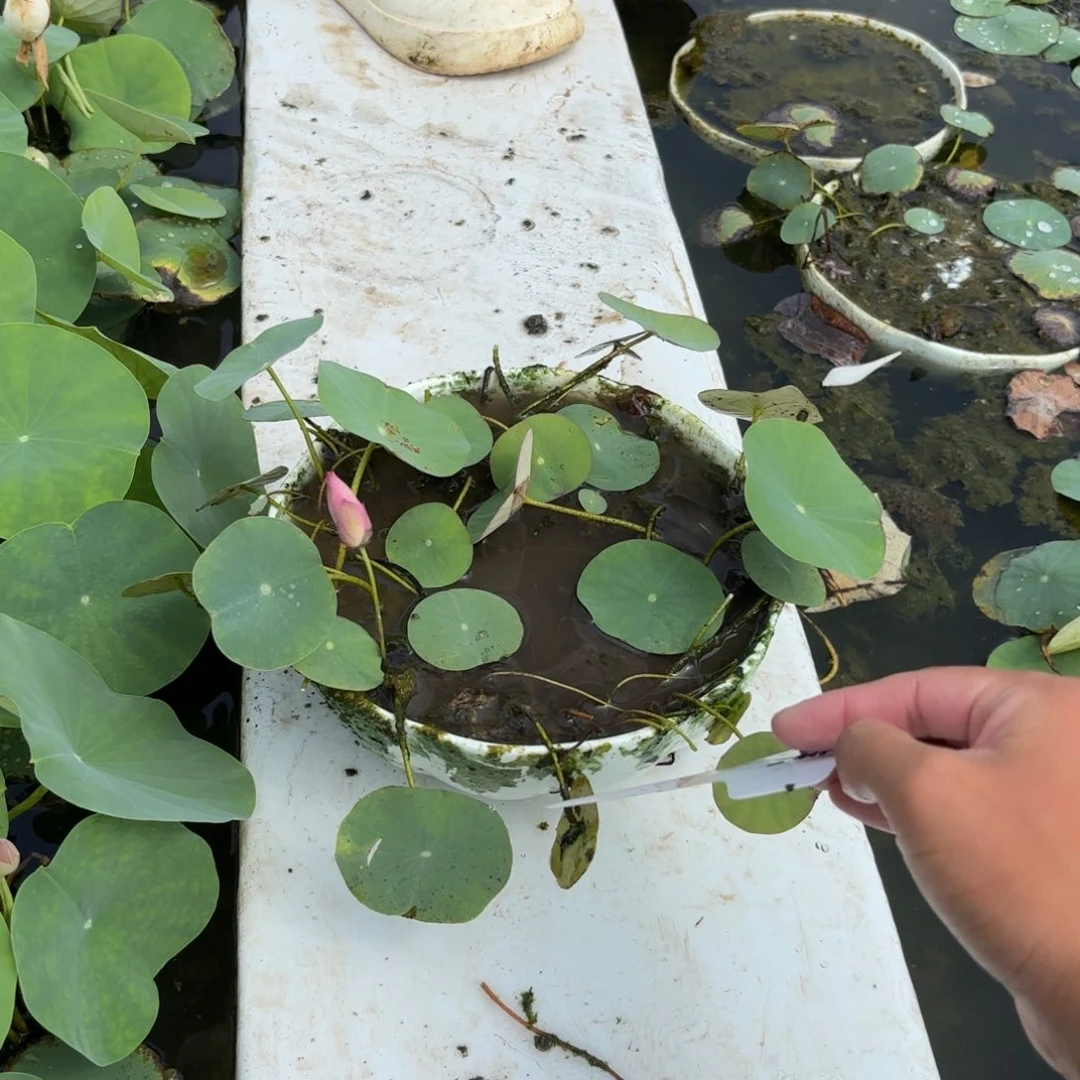 糖**园紫气东来大南瓜碗成品59号