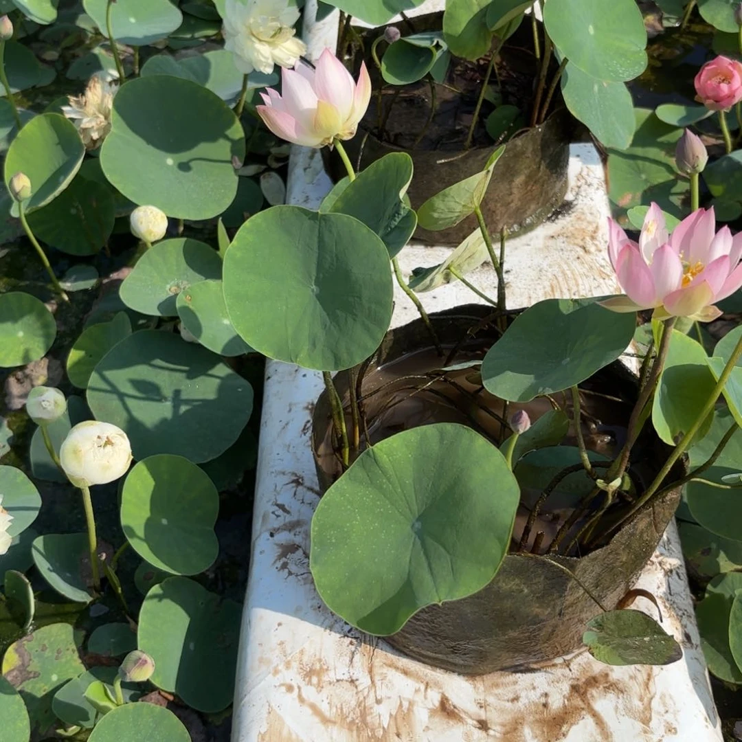 用****1粉袖轻纱美植袋成品010号