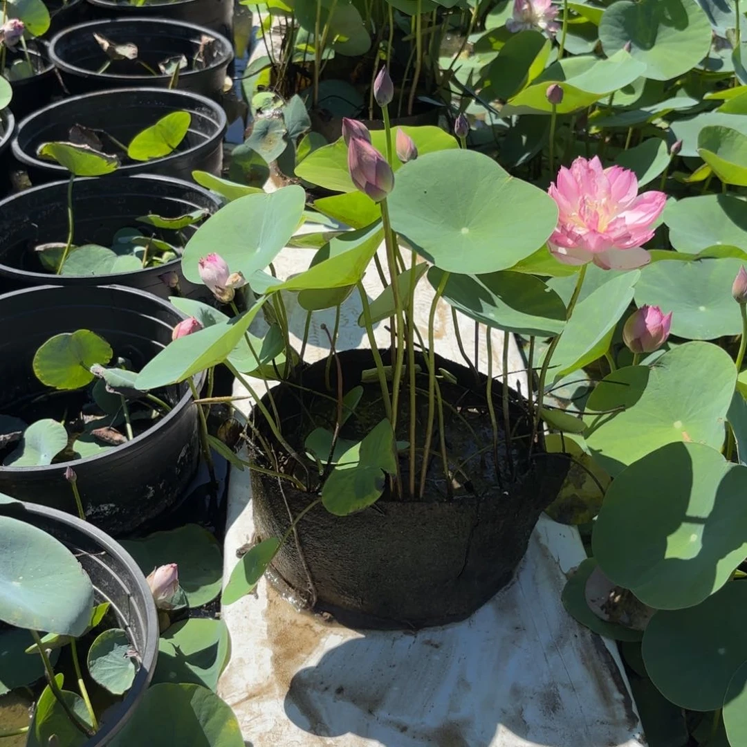 谭*霓裳美植袋31号