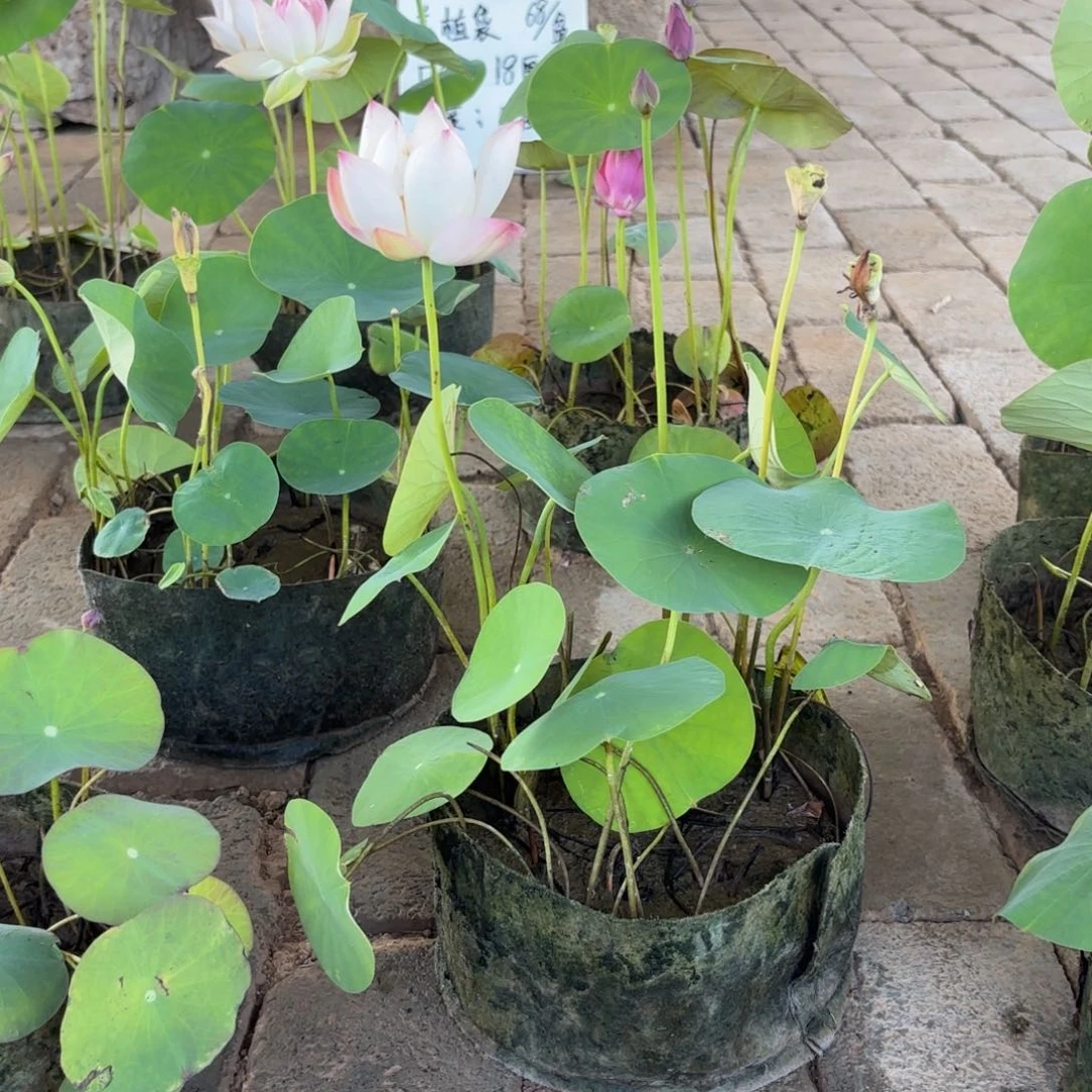 余*美植袋成品80号