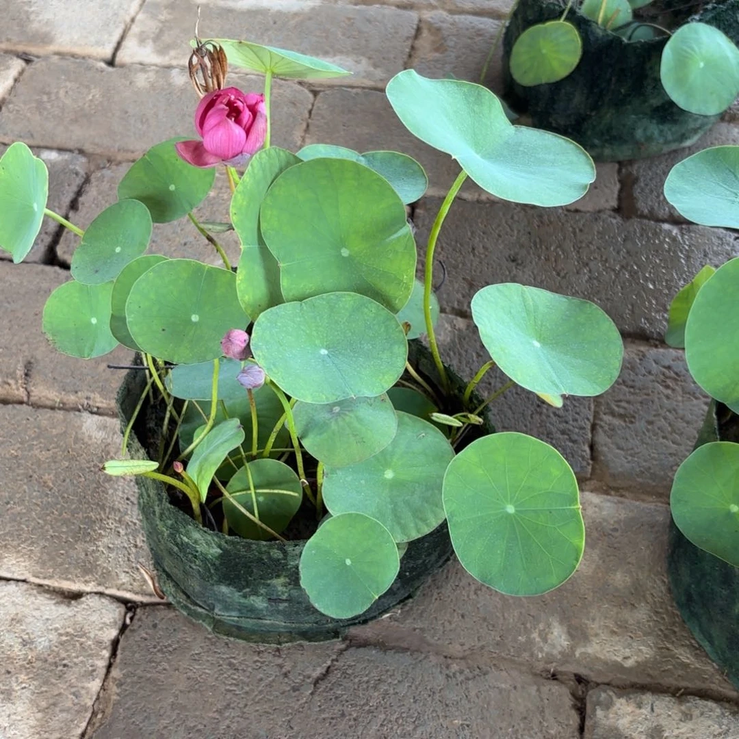 桂***8美植袋成品73号