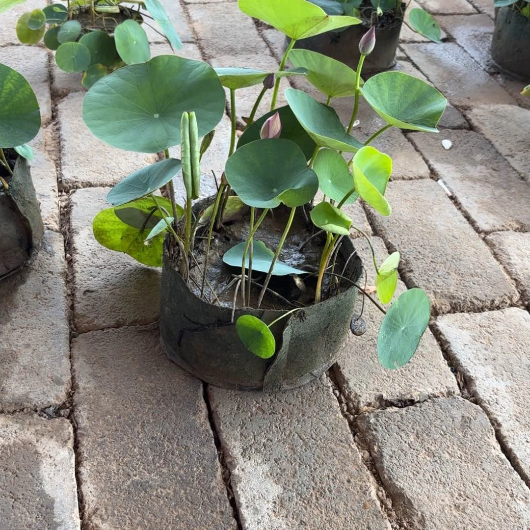 无****.霓裳美植袋成品32号