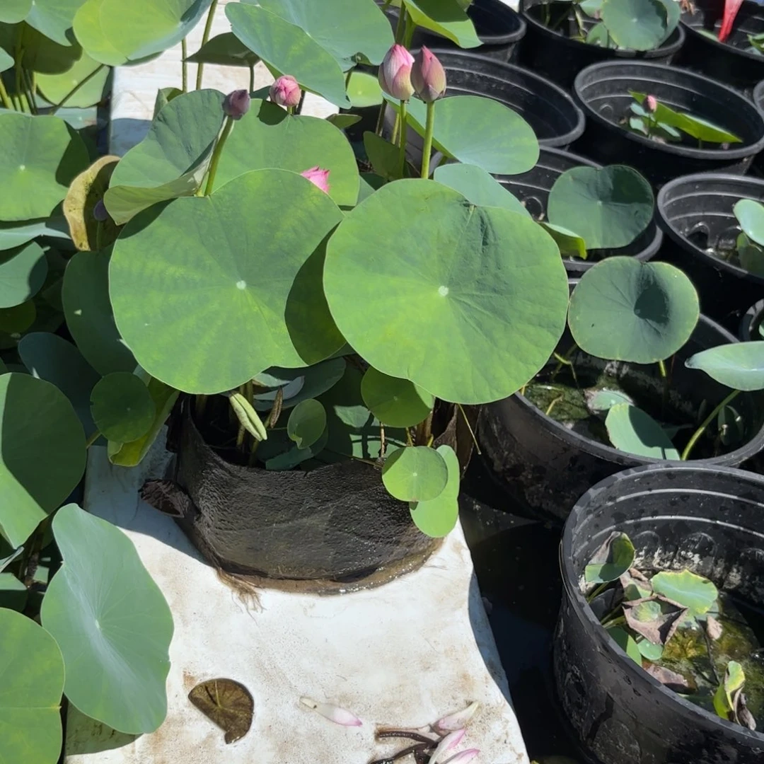 周***～霓裳美植袋34号